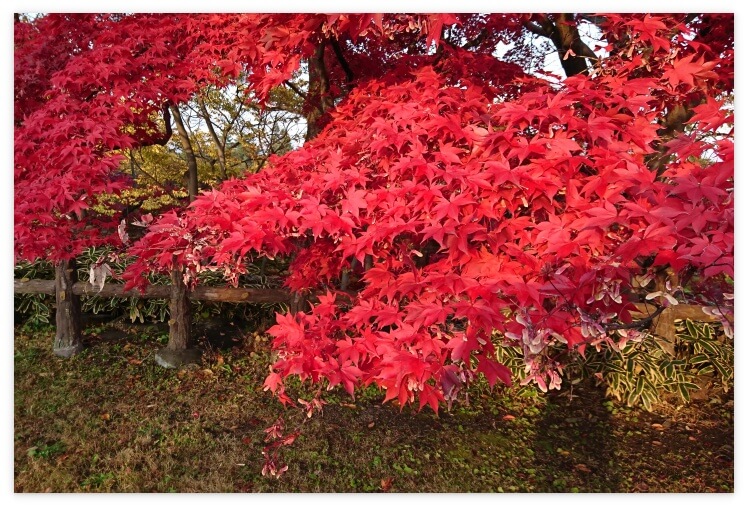 弘前公園の紅葉