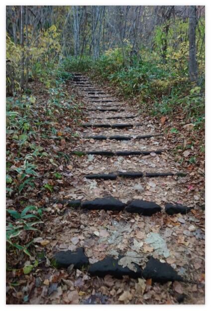 函館山登山道