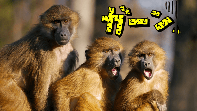 背景を透過させた画像を合成した写真